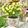 Pretty Cement Pots for Plants, Unique European Embossed Concrete Planters, 4.5" & 6.1" 2PC Decorated Ceramic Flower Pots, 3D Carving Pattern Garden Plant Pots Indoor Outdoor Succulent Pots - Image 4