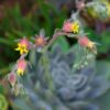 Premium Cacti and Succulent Potting Mix Soil - for Cactus Palm Tree Citrus Plant Grown in Gardening Containers - Indoors & Outdoors Use - with Natural Food/Fertilizer - Image 4