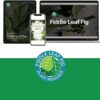 Fiddle Leaf Fig Potting Soil Mix by Fiddle Leaf Fig Plant Resource | Premium Organic Soil with Enhanced Drainage for Fast Growth and Healthy Roots (Large Bag) - Image 9