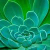Premium Cacti and Succulent Potting Mix Soil - for Cactus Palm Tree Citrus Plant Grown in Gardening Containers - Indoors & Outdoors Use - with Natural Food/Fertilizer - Image 8