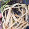 Mix Pine Bark and Perlite, Orchid Potting Mix Orchid Bark (Middle, 5Qt) - Image 7