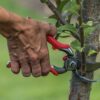 BP 7100D Forged Steel Dualcut Bypass Hand Pruner-1 Inch Cut Capacity Stem and Branch Garden Shears, 1 In, Red - Image 3