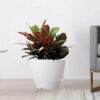 Large Self Watering Pots, 12/10/9 Plastic Planters with High Drainage Holes and Deep Reservoir for Indoor Outdoor Garden Plants and Flowers, White - Image 7