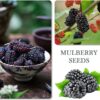 1100Pcs Mixed Fruit Seeds Berry Seeds for Planting 200Pcs Strawberry 200Pcs Raspberry 200Pcs Mulberry 200Pcs Blueberry 200Pcs Elderberry 10Pcs Cherry - Individually Packaged - Image 3