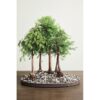 Bonsai All-Purpose Fertilizer 5Oz Bag 5-Oz All-Purpose Food - Image 5