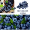 1100Pcs Mixed Fruit Seeds Berry Seeds for Planting 200Pcs Strawberry 200Pcs Raspberry 200Pcs Mulberry 200Pcs Blueberry 200Pcs Elderberry 10Pcs Cherry - Individually Packaged - Image 5