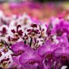 All Purpose Orchid Soil Potting Mix - Orchid Bark & Organic Perlite for Plants - All Natural Potting Soil Media Has Good Drainage for Planting or Orchid Repotting (2 Qt) - Image 5