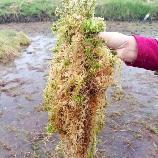 36 Quart Premium Natural Long Fiber Sphagnum Moss for Orchid, Good Potting Mix for Carnivorous Plants and Staghorn Ferns, 10 Oz - Image 5