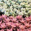 Premium Cacti and Succulent Potting Mix Soil - for Cactus Palm Tree Citrus Plant Grown in Gardening Containers - Indoors & Outdoors Use - with Natural Food/Fertilizer - Image 6