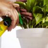 100055 Indoor Plant Food, (3) - Image 3