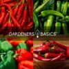 Pepper Seeds for Planting 8 Varieties Pack, Jalapeno, Habanero, Bell Pepper, Cayenne, Hungarian Hot Wax, Anaheim, Serrano, Cubanelle Heirloom Seeds for Planting in Garden Non GMO - Image 5