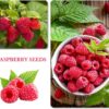 1100Pcs Mixed Fruit Seeds Berry Seeds for Planting 200Pcs Strawberry 200Pcs Raspberry 200Pcs Mulberry 200Pcs Blueberry 200Pcs Elderberry 10Pcs Cherry - Individually Packaged - Image 4