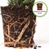 Indoor Plant Soil 4Qt | Perfectly Balanced Potting Mix | Gardening Substrate for All Varieties of Live Houseplants - Image 3