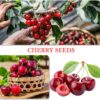 1100Pcs Mixed Fruit Seeds Berry Seeds for Planting 200Pcs Strawberry 200Pcs Raspberry 200Pcs Mulberry 200Pcs Blueberry 200Pcs Elderberry 10Pcs Cherry - Individually Packaged - Image 6