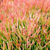 Premium Cacti and Succulent Potting Mix Soil - for Cactus Palm Tree Citrus Plant Grown in Gardening Containers - Indoors & Outdoors Use - with Natural Food/Fertilizer - Image 7