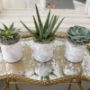 Organic Cactus Potting Soil Mix, Natural & Organic Soil for Cactus, Succulent, Palm, and Citrus Grown in Containers Both Indoors and Outdoors, 4 Qt, Pack of 1 - Image 6