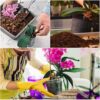 All Purpose Orchid Soil Potting Mix - Orchid Bark & Organic Perlite for Plants - All Natural Potting Soil Media Has Good Drainage for Planting or Orchid Repotting (2 Qt) - Image 4