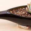 Bonsai Succulent and Cactus Soil - Jacks Gritty Mix #111 - Fast Draining – Fights Root Rot – Optimized Ph (1/2 Gallon / 2 Dry Quarts) - Image 5