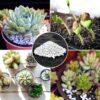 Organic Perlite for All Plants, All Natural Horticultural Soil Additive Conditioner Mix, Improve Drainage and Ventilation, Help Root Growth (2 Quarts) - Image 5