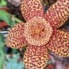 Premium Cacti and Succulent Potting Mix Soil - for Cactus Palm Tree Citrus Plant Grown in Gardening Containers - Indoors & Outdoors Use - with Natural Food/Fertilizer - Image 5