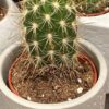 Aloe Vera Plant Potting Soil Mix Peat Moss & Perlite (½ Gallon / 2 Quarts). - Image 7