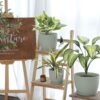 Plastic Planter 10/9/8/6 Inch Flower Pot Indoor Plastic Pots for Plants with Drainage Hole and Tray Modern Decorative for Gifts Succulents Flowers Cactus, Green - Image 6