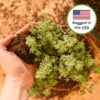 Indoor Plant Soil 4Qt | Perfectly Balanced Potting Mix | Gardening Substrate for All Varieties of Live Houseplants - Image 5