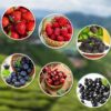 1100Pcs Mixed Fruit Seeds Berry Seeds for Planting 200Pcs Strawberry 200Pcs Raspberry 200Pcs Mulberry 200Pcs Blueberry 200Pcs Elderberry 10Pcs Cherry - Individually Packaged - Image 8