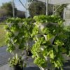 Enhanced Perlite Mix with Diatomaceous Earth & Essential Nutrients – a Soil Amendment That Promotes Robust Growth for Plants, Transplanting, Garden Beds & Seedlings (16 QT) - Image 8