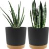 Plant Pots Set of 2 Pack 8 Inch,Planters for Indoor Plants with Drainage Holes and Removable Base,Saucer Modern Decorative for Outdoor Garden Planters(Dark Grey 8In)