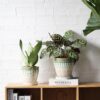 6 Inch + 5 Inch Ceramic Planter with Drainage Hole and Saucer for Plants, Indoor-Outdoor round Succulent Orchid Garden Flower Pot - Set of 2 - Image 6