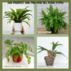 Fern Plant Potting Soil Mix (4 Quarts), Custom Hand Blended Mixture for Indoor/Outdoor Container Gardening - Image 3