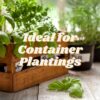 Foxfarm Ocean Forest Potting Soil Mix Indoor Outdoor for Garden and Plants | Plant Fertilizer | 12 Quarts |  Stake - Image 4