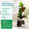 Fiddle Leaf Fig Potting Soil Mix by Fiddle Leaf Fig Plant Resource | Premium Organic Soil with Enhanced Drainage for Fast Growth and Healthy Roots (Large Bag) - Image 2