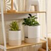 Self Watering Plant Pot: 8 Inch Ceramic Planter with Drainage Hole & Water Storage plus for Indoor & Outdoor Plants - Cylinder round Flower Pot for Succulent/Herbs/Violets - White & Brown - Image 5