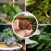 Philodendron Plant Potting Soil Mix (8 Quarts), Special Blend for Heart Shape Philodendron Plants Et Al. - Image 5