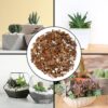 Cactus and Succulent Potting Mix (8 Quarts), Special Blend-Fast Draining and Desert-Style Gritty - Image 3