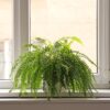 Fern Plant Potting Soil Mix (4 Quarts), Custom Hand Blended Mixture for Indoor/Outdoor Container Gardening - Image 8