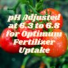Foxfarm Ocean Forest Potting Soil Mix Indoor Outdoor for Garden and Plants | Plant Fertilizer | 12 Quarts |  Stake - Image 3