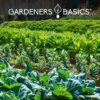 Survival Garden Heirloom Seeds, Victory Garden Seeds - 35 Varieties, 17,000+ Vegetable and Fruit Seeds for Planting Great Emergency Preparedness Items and Bugout Bag Supplies Gear by - Image 6