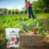 Heirloom Vegetable Seeds, Variety Pack with 35 Varieties of Plant Seeds, 30,000+ Garden Seeds - Mixed Non-Gmo Seeds with Select Varieties of Lettuce, Beans, Tomatoes, Peppers, Squash and More - Image 4