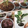 Potting Soil Mix 9Quart, Organic Soil Mix Orchid Bark, Sphagnum Moss and Leca Clay Pebbles for Indoor Plants, Orchid Fertilizer Garden Soil for Root Development, Improve Drainage and Aeration - Image 6