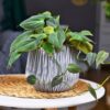 Philodendron Plant Potting Soil Mix (8 Quarts), Special Blend for Heart Shape Philodendron Plants Et Al. - Image 4