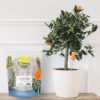 Citrus Tree Potting Soil Mix (8 Quarts), Special Blend for Indoor Oranges, Lemons, Limes and More - Image 2