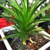 Aloe Vera Plant Potting Soil Mix Peat Moss & Perlite (½ Gallon / 2 Quarts). - Image 8