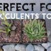 High Drainage Cactus Soil Potting Mix with Mycorrhizal Fungi - 8 Pounds / 4 Quarts of Soil for Succulents and Cactus - Slightly Acidic, Gritty Soil for Healthy Indoor Plants - - Image 8
