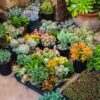 Premium Cacti and Succulent Potting Mix Soil - for Cactus Palm Tree Citrus Plant Grown in Gardening Containers - Indoors & Outdoors Use - with Natural Food/Fertilizer - Image 9