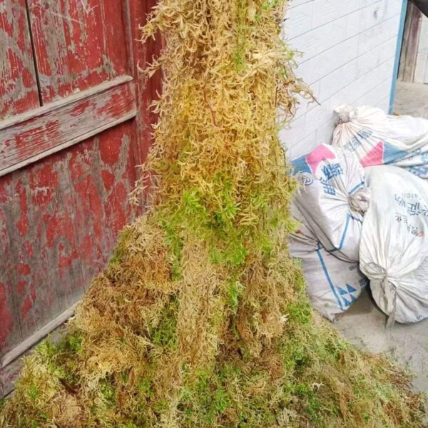 36 Quart Premium Natural Long Fiber Sphagnum Moss for Orchid, Good Potting Mix for Carnivorous Plants and Staghorn Ferns, 10 Oz - Image 4
