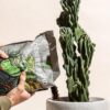 High Drainage Cactus Soil Potting Mix with Mycorrhizal Fungi - 8 Pounds / 4 Quarts of Soil for Succulents and Cactus - Slightly Acidic, Gritty Soil for Healthy Indoor Plants - - Image 5