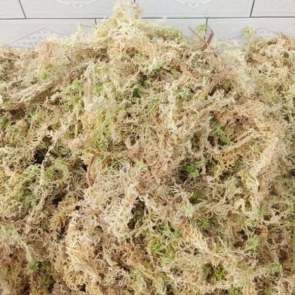 36 Quart Premium Natural Long Fiber Sphagnum Moss for Orchid, Good Potting Mix for Carnivorous Plants and Staghorn Ferns, 10 Oz - Image 3